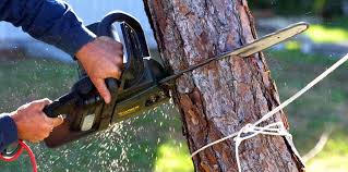 Best Tree Disease Treatment  in Livingston, LA