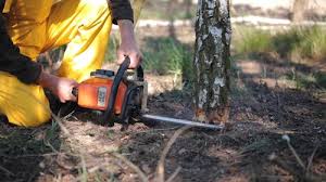 Best Tree Preservation Services  in Livingston, LA