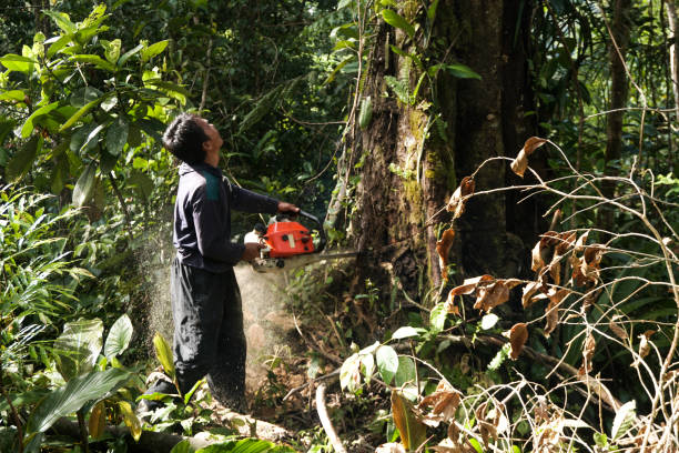 Best Stump Grinding and Removal  in Livingston, LA