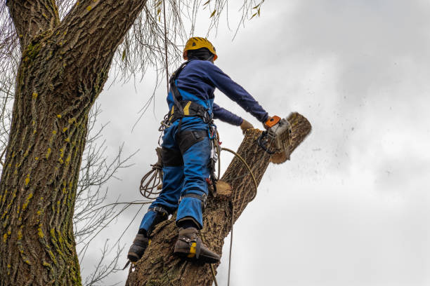 Best Tree and Shrub Care  in Livingston, LA