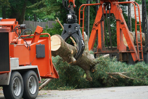 Best Utility Line Clearance  in Livingston, LA