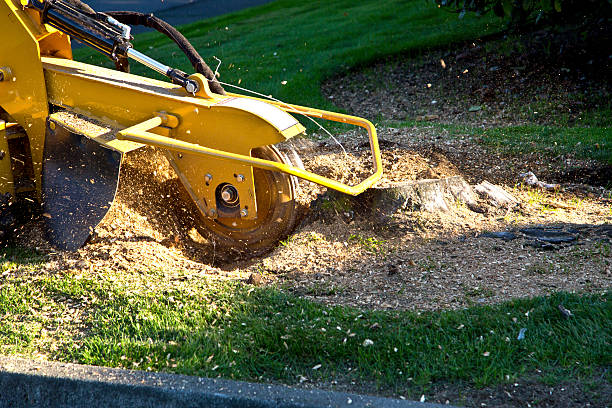 Best Aeration Services  in Livingston, LA